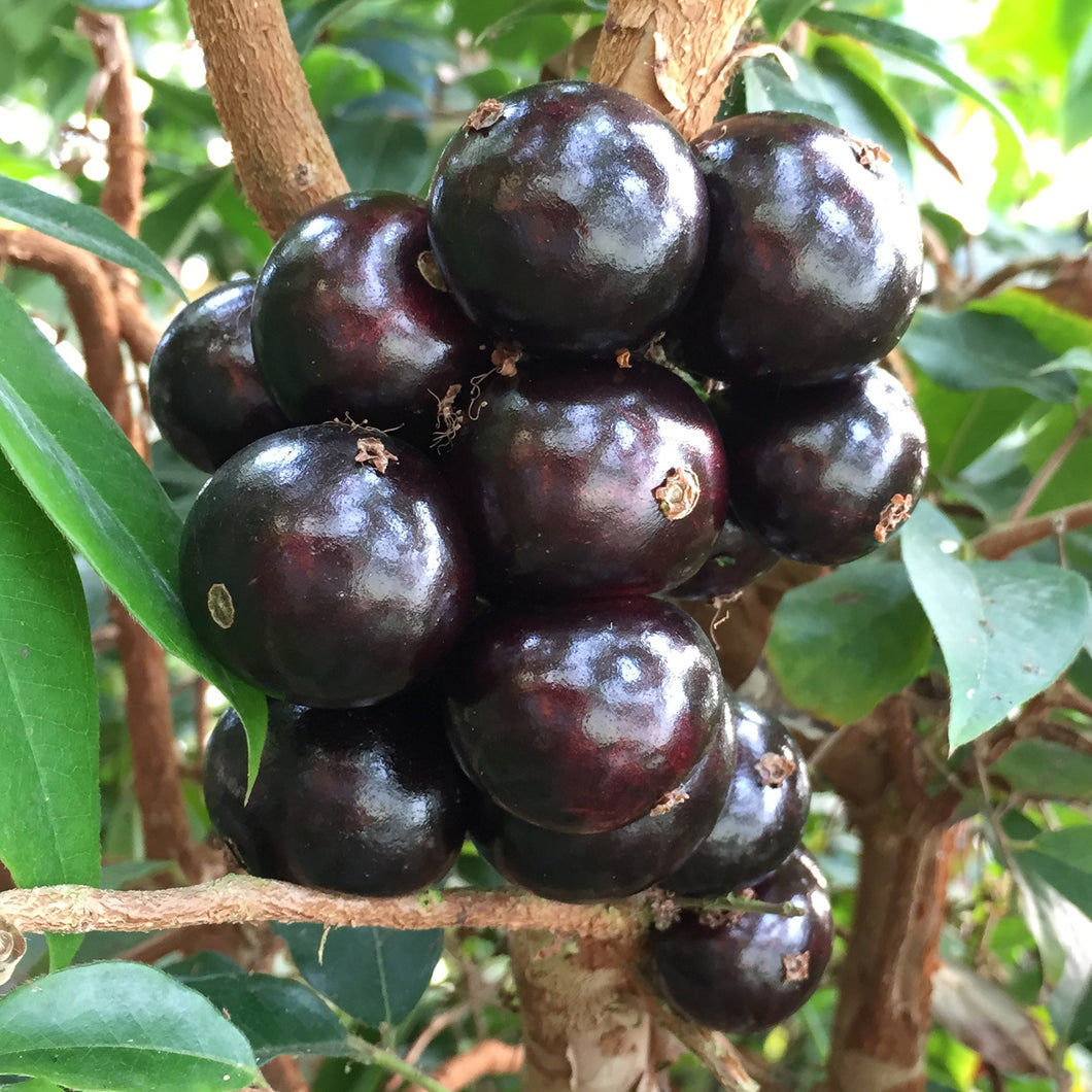  jaboticaba